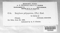 Entyloma polysporum image